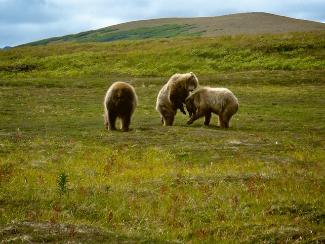Katmai Bears